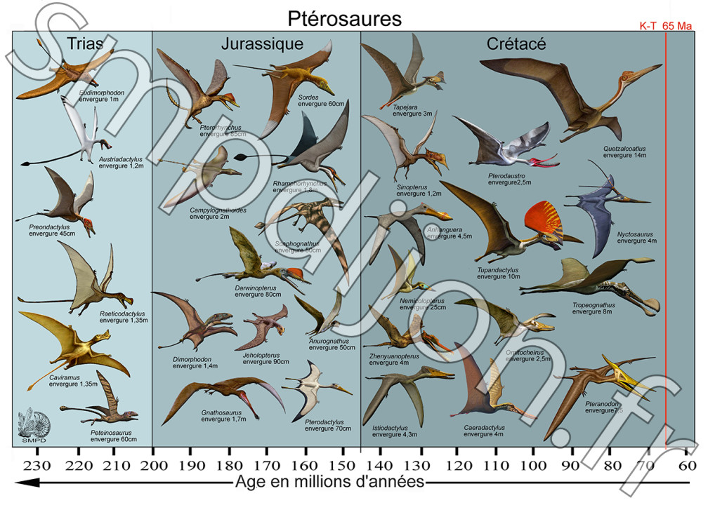 Ptérosaures